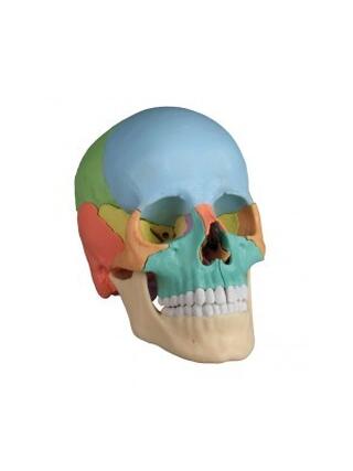 Modèle de crâne ostéopathique, 22 parties, version didactique