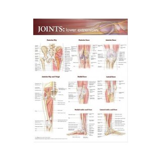 Affiche sur les articulations des membres inférieurs (Anglais) (Articulations des membres inférieurs)