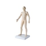 Modèle d'acupuncture 70 cm pour usage professionnel