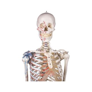 Squelette " Max " avec colonne vertébrale mobile, marques musculaires et ligaments