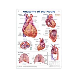 Affiche Anatomie du coeur en film plastique PET brillant (Anglais) (Anatomie du coeur)