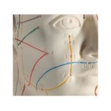 Modèle d'acupuncture 70 cm pour usage professionnel