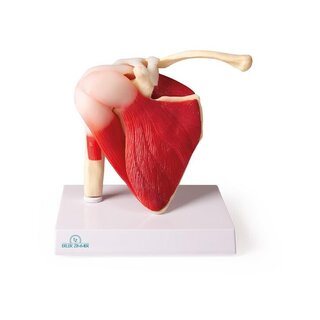Modèle d'épaule avec muscles et ligaments