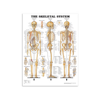 Affiche d'anatomie - Affiche squelette en film plastique PET brillant