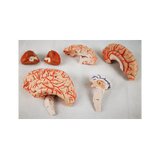 Cerveau en 8 parties avec artères dans la tête divisée