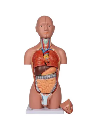 Torse miniature, 16 parties, bisexuel