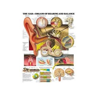 Anatomie de l'oreille, fonction auditive et équilibre, affiche plastifiée (anglais)