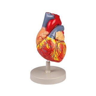 Coeur humain, 2x taille naturelle, 4 parties