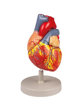 Coeur humain, 2x taille naturelle, 4 parties