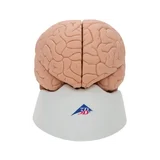 Moulage classique du cerveau réel