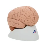 Moulage classique du cerveau réel