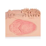 Microanatomie - langue