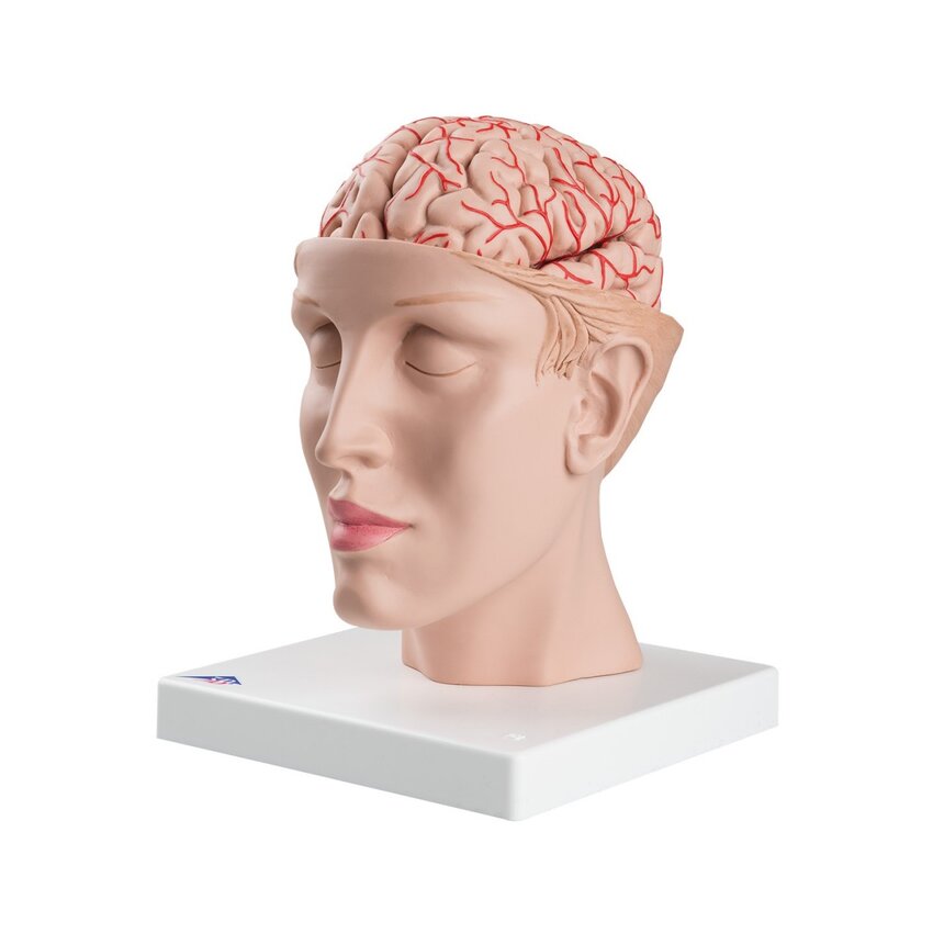 Cerveau en 8 parties avec artères dans la tête divisée