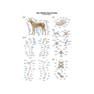 Squelette de chien – Affiche anatomique 70x100 cm