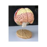 Grand modèle éducatif de cerveau avec couleurs, noms et en 5 parties sur le support