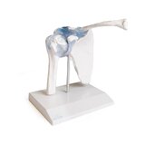 Articulation de l'épaule avec ligaments et support