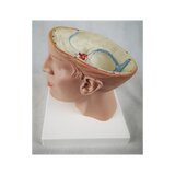 Cerveau en 8 parties avec artères dans la tête divisée