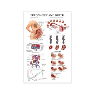 Affiche grossesse et naissance en film plastique PET brillant