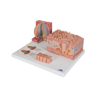 Microanatomie - langue