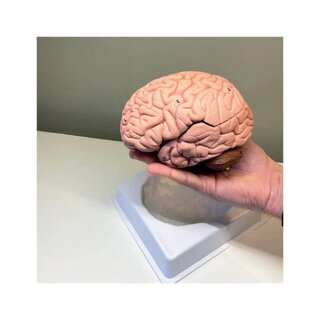 Modèle de cerveau en 8 parties sur support