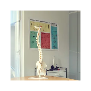 Modèle flexible de la colonne vertébrale avec nerfs, articulation de la hanche et trépied