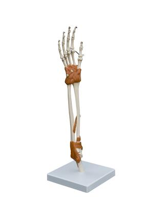 Modèle anatomique - Articulation de la main et du coude