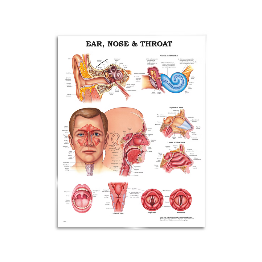 Oto-rhino-laryngologie - affiche 51x66 cm