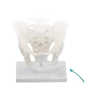 Support pour colonne vertébrale