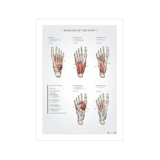 Affiche anatomique des muscles du pied 50x70 mm