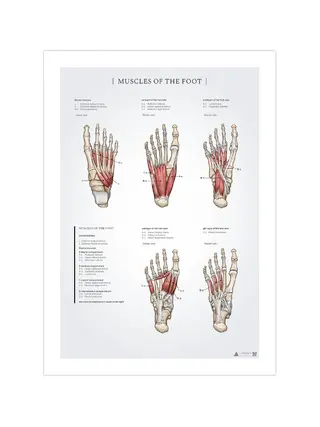 Affiche anatomique des muscles du pied 50x70 mm