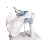 Articulation de l'épaule avec ligaments et support