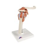 Modèle d'épaule flexible avec ligaments et surfaces articulaires colorées