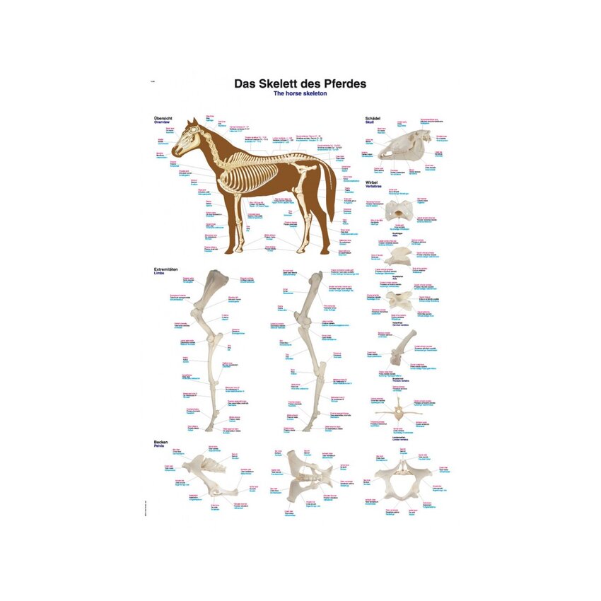 Affiche squelette de cheval 50x70 cm