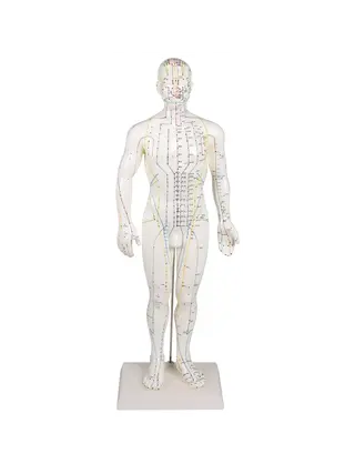 Figure d'acupuncture chinoise, homme