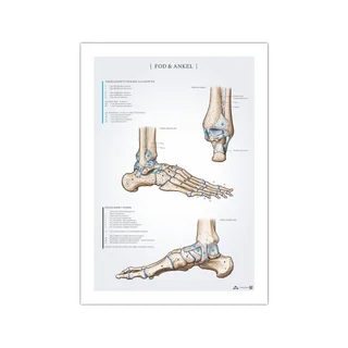 Affiche d'anatomie du pied et de la cheville 50x70 mm