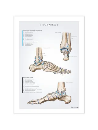 Affiche d'anatomie du pied et de la cheville 50x70 mm