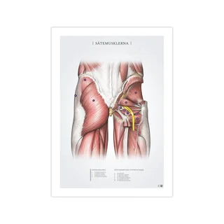 Le support fessier 50x70mm