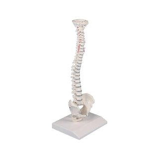 Colonne vertébrale miniature