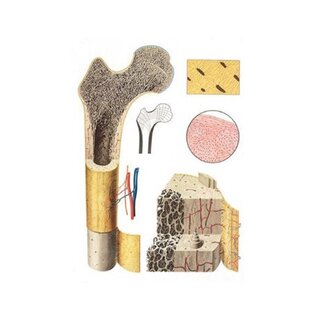 Structure osseuse - affiche 84x118 cm