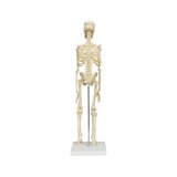 Mini modèle squelette 45 cm