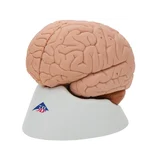 Moulage classique du cerveau réel