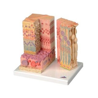 Microanatomie des yeux