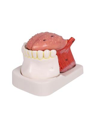 Modèle de langue et de dents, grandeur nature, en 4 parties