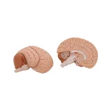 Moulage classique du cerveau réel