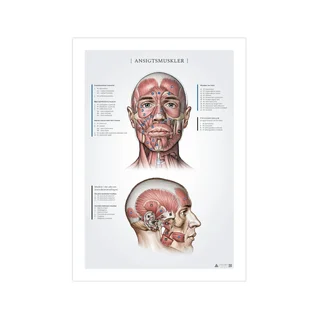 Muscles faciaux, fiches anatomiques 50x70mm