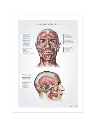 Muscles faciaux, fiches anatomiques 50x70mm