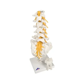 Modèle flexible des vertèbres lombaires, du sacrum et du coccyx - 3B Scientific