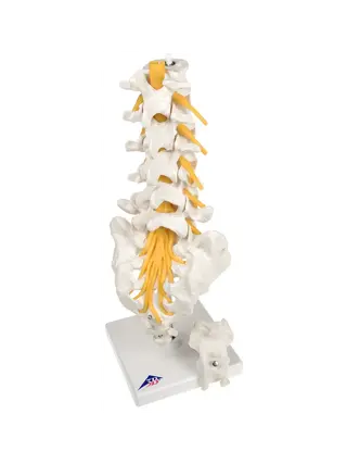 Modèle flexible des vertèbres lombaires, du sacrum et du coccyx - 3B Scientific