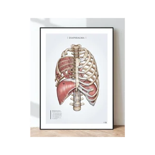 Anatomie par affiche - Muscles respiratoires, diaphragme et muscles costaux