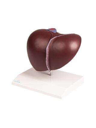 Foie avec vésicule biliaire